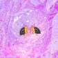 Hermit Crab Acrylic Earrings (Spooky)